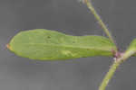 Common catchfly